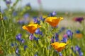 Californian poppy