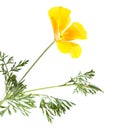 Californian poppy