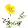 Californian poppy