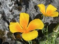 Californian poppy / Eschscholzia californica / Golden poppy, California sunlight, Cup of gold, der Kalifornische Mohn, Goldmohn