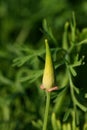 Californian poppy buds