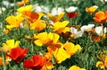 Californian poppy Royalty Free Stock Photo