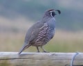 Californian Quail on guard in New Zealand countryside Royalty Free Stock Photo