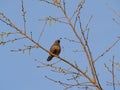 Californian Quail perching on branch above