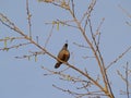 Californian Quail perching on branch above