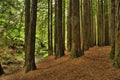 Californian Redwood Forest