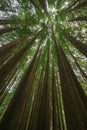 Californian Redwood Forest, Great Otway National Park, Victoria, Australia. Royalty Free Stock Photo