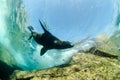 Californian sea lion