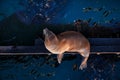 Californian sea lion laying on wooden pier in Santa Cruze, California, USA in end of day. Sealife in California. E ology and Royalty Free Stock Photo