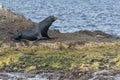 Californian sea lion seal relaxing on a rock Royalty Free Stock Photo