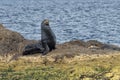 Californian sea lion seal relaxing on a rock Royalty Free Stock Photo