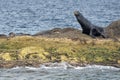 Californian sea lion seal relaxing on a rock Royalty Free Stock Photo