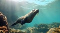 Californian sea lion (Zalophus californianus) swimming and playing in the reefs. generative ai
