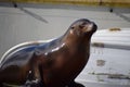 Californian Sealion