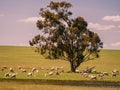 Californian Sheep Grazing by the Tree