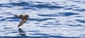 Californisch Stormvogeltje, Ashy Storm-Petrel, Oceanodroma homochroa