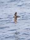 Californisch Stormvogeltje, Ashy Storm-Petrel, Oceanodroma homochroa