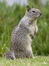 Californische Grondeekhoorn, California Ground Squirrel, Spermophilus beecheyi Royalty Free Stock Photo