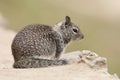 Californische Grondeekhoorn, California Ground Squirrel, Spermophilus beecheyi Royalty Free Stock Photo