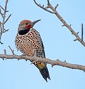 Californische Grondspecht, Gilded Flicker, Colaptes chrysoides Royalty Free Stock Photo