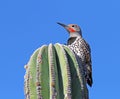 Californische Grondspecht, Gilded Flicker, Colaptes chrysoides