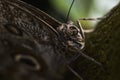 Caligo atreus Lepidoptera (Butterfly) Royalty Free Stock Photo