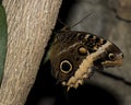 Caligo atreus - Magnificent Owl butterfly Royalty Free Stock Photo