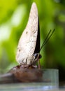 Caligo atreus sucks nectar from from a glass bowl Royalty Free Stock Photo