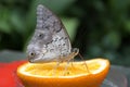 Caligo atreus sucks nectar from orange Royalty Free Stock Photo