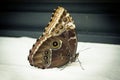 Caligo butterfly family of the Nymphalidae known as owl butterfly Royalty Free Stock Photo