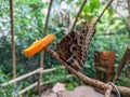 Caligo butterfly and the slice of orange fruit in the indoor  jungle forest park Royalty Free Stock Photo