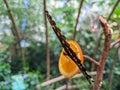 Caligo butterfly on top of the slice of orange in jungle park Royalty Free Stock Photo