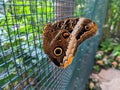 Caligo butterfly on the wire fence in jungle park Royalty Free Stock Photo