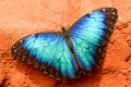 Caligo Eurilochus Blue Butterfly