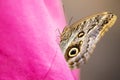 Caligo Eurilochus butterfly on a pink shirt