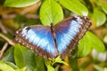 Caligo eurilochus