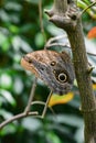 Caligo eurilochus, forest giant owl butterfly