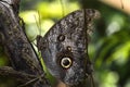 Caligo eurilochus - The forest giant owl. Butterfly Royalty Free Stock Photo
