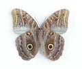 Caligo illioneus (underside) Royalty Free Stock Photo