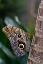 Caligo memnon Royalty Free Stock Photo