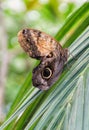 Caligo Memnon butterfly Royalty Free Stock Photo