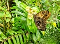 Caligo Memnon giant butterfly on flower