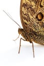 Owl Butterfly Royalty Free Stock Photo