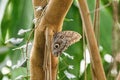 Caligo oedipus butterfly