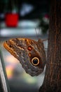 Caligo or Owl butterfly at Antipa Museum in Bucharest