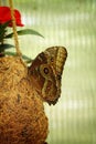 Caligo or Owl butterfly at Antipa Museum in Bucharest