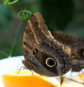 Caligo telamonius memnon