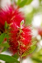 Calistemon flower macro flower background high quality Royalty Free Stock Photo