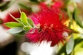 Calistemon flower macro flower background high quality Royalty Free Stock Photo