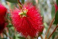Calistemon Royalty Free Stock Photo